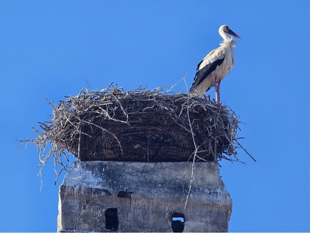 Storch in der Altstadt